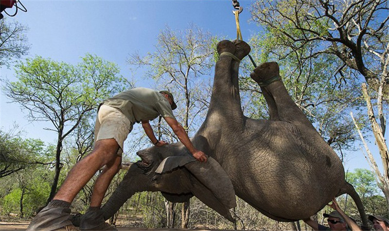 近日，南非一處自然保護(hù)區(qū)內(nèi)整個象群逃離。