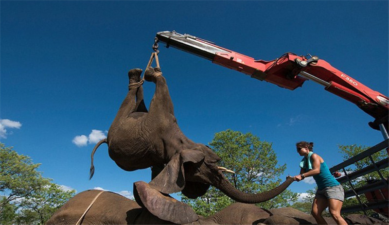 護(hù)林員***時間對其進(jìn)行追蹤，而后將十幾頭約4噸重的大象麻醉并捆綁四肢，用起重機(jī)小心放入轉(zhuǎn)運(yùn)車上救回。