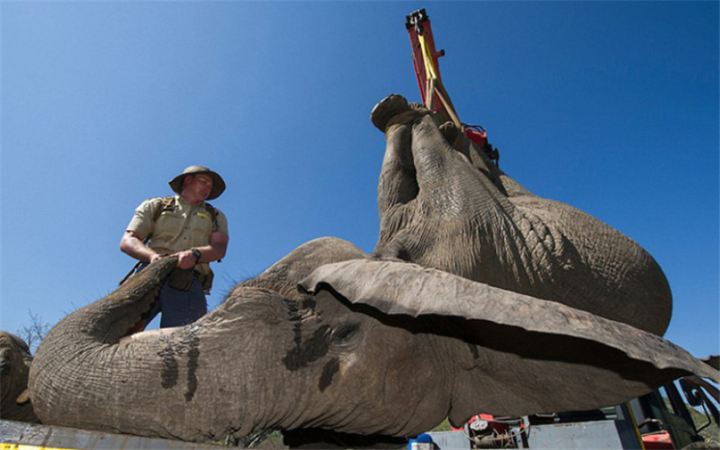 報道稱，為了使大象們感到舒適，護(hù)林人員在運(yùn)送期間一直陪在它們身邊，用樹枝撐開象鼻以保證它們能夠正常呼吸，并給它們澆水降溫。