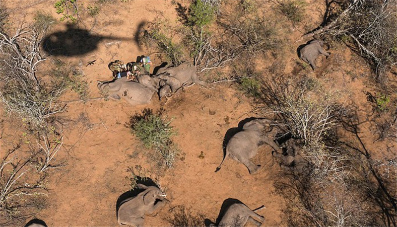 在一張照片中，大象轉(zhuǎn)醒后正在試著邁出它們安全回歸后的***步。