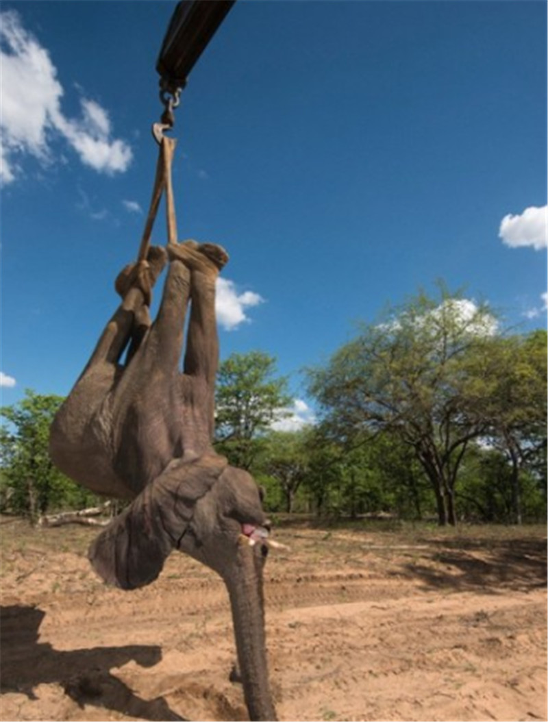 據(jù)悉，大象被吊車吊起的畫面由來自英國的攝影師兼自然保護(hù)主義者皮特?牛津（Pete Oxford）拍攝。